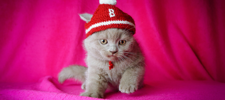 Das Cute Grey Kitten In Little Red Hat Wallpaper 720x320