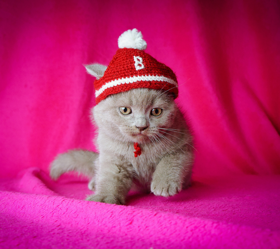 Cute Grey Kitten In Little Red Hat wallpaper 960x854