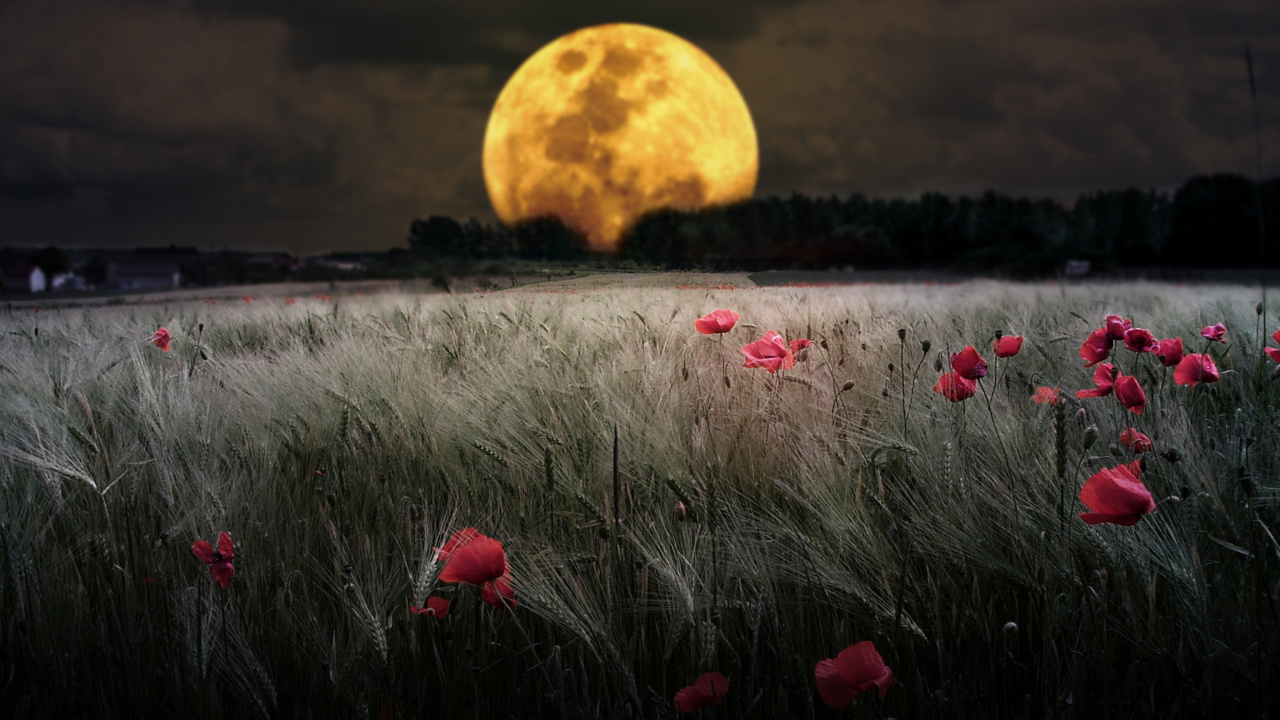 Screenshot №1 pro téma Night Poppies Field 1280x720