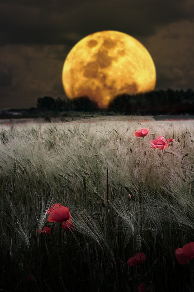 Das Night Poppies Field Wallpaper 640x960