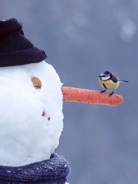 Snowman And Sparrow wallpaper 480x640