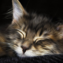 Fondo de pantalla Sleepy Cat Art 128x128