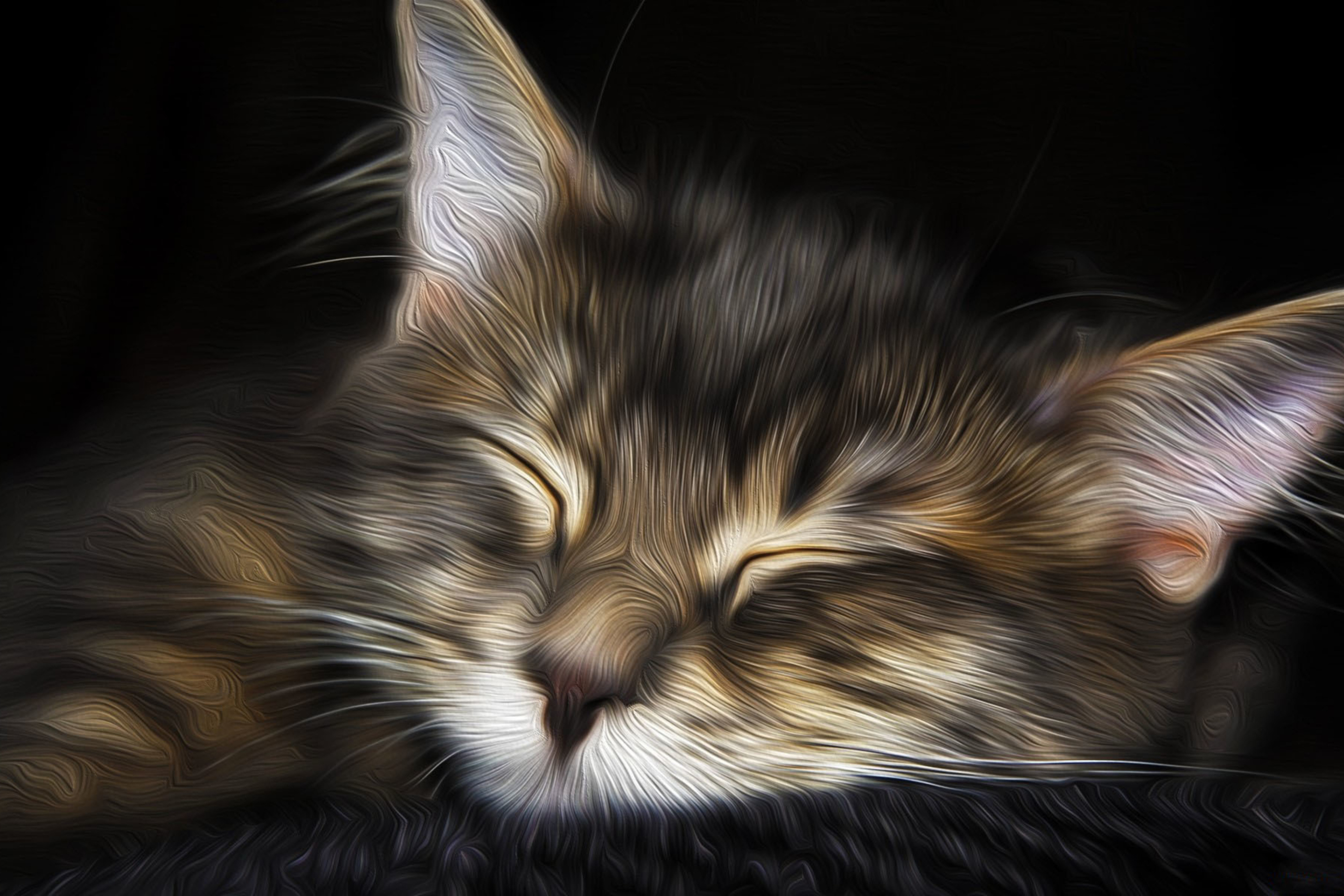 Das Sleepy Cat Art Wallpaper 2880x1920