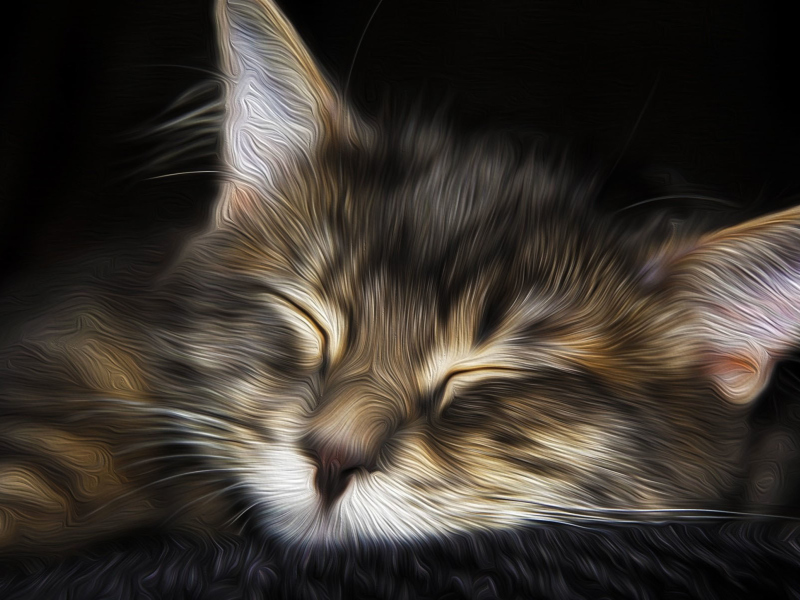 Fondo de pantalla Sleepy Cat Art 800x600