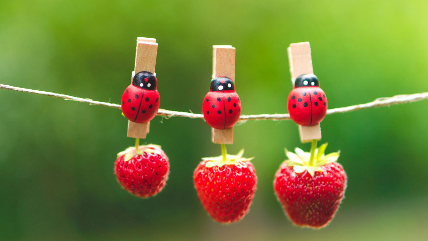 Fondo de pantalla Ladybugs And Strawberries 1366x768
