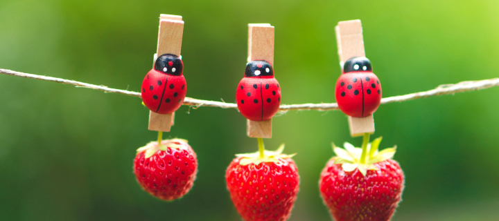 Das Ladybugs And Strawberries Wallpaper 720x320