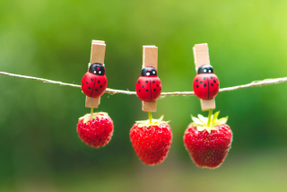 Ladybugs And Strawberries sfondi gratuiti per cellulari Android, iPhone, iPad e desktop