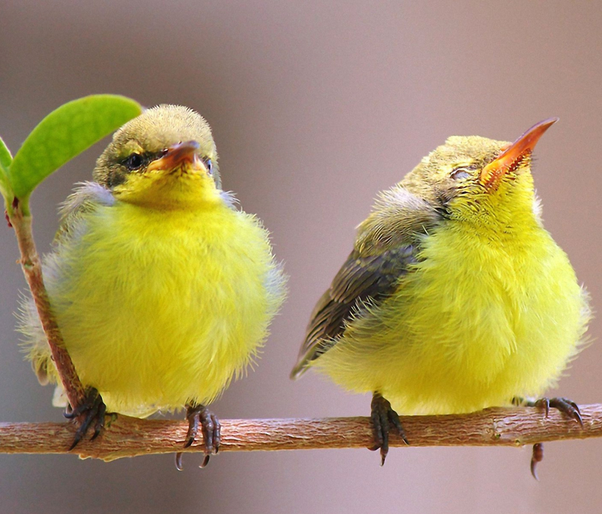 Sfondi Yellow Small Birds 1200x1024