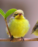 Das Yellow Small Birds Wallpaper 128x160