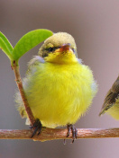 Sfondi Yellow Small Birds 132x176