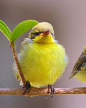 Yellow Small Birds screenshot #1 176x220