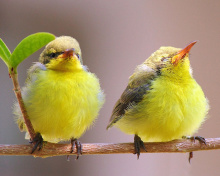 Fondo de pantalla Yellow Small Birds 220x176