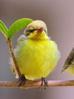 Обои Yellow Small Birds 240x320