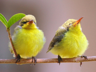 Обои Yellow Small Birds 320x240