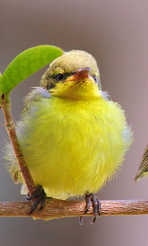 Обои Yellow Small Birds 480x800