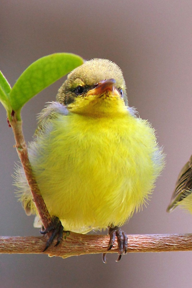 Yellow Small Birds wallpaper 640x960