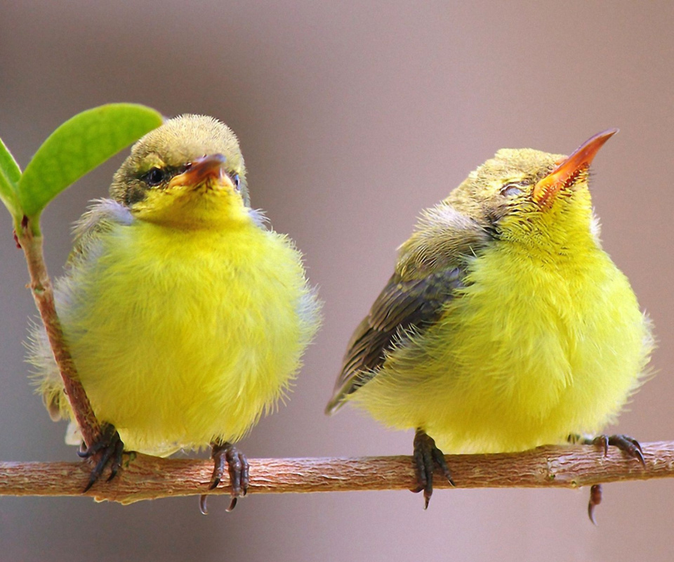 Обои Yellow Small Birds 960x800