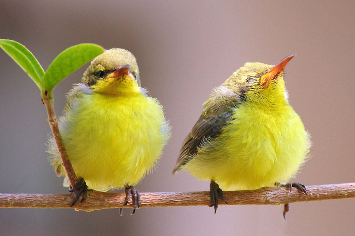Das Yellow Small Birds Wallpaper