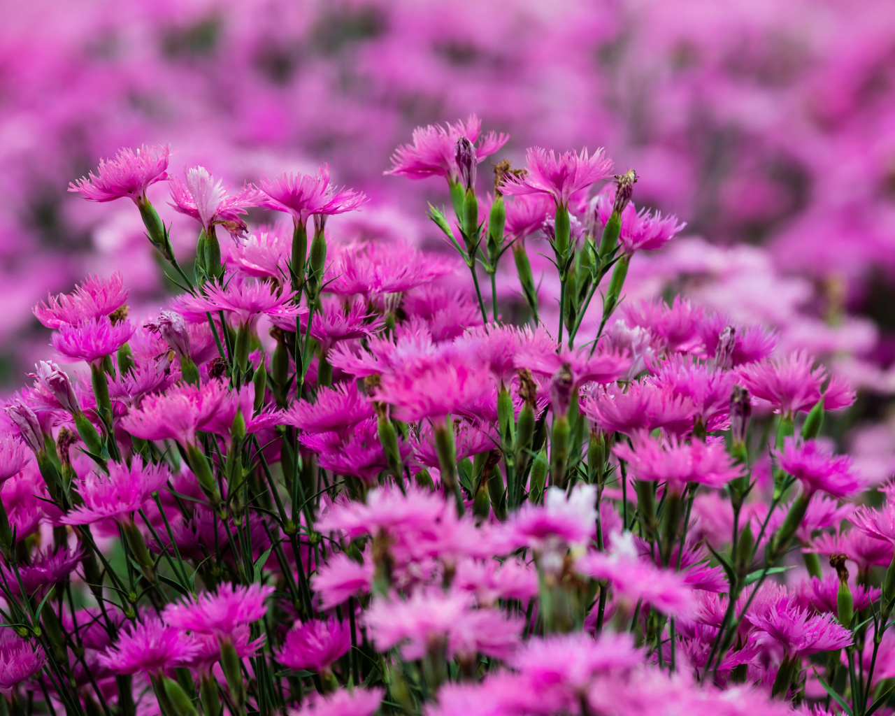 Das Carnation Forest Wallpaper 1280x1024