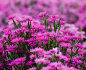 Carnation Forest wallpaper 176x144