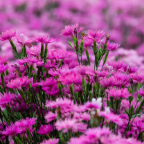 Das Carnation Forest Wallpaper 208x208