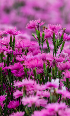 Carnation Forest wallpaper 240x400