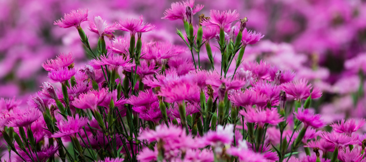 Carnation Forest wallpaper 720x320