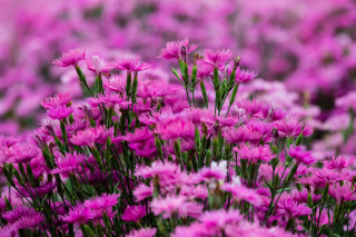 Carnation Forest Wallpaper for Android, iPhone and iPad