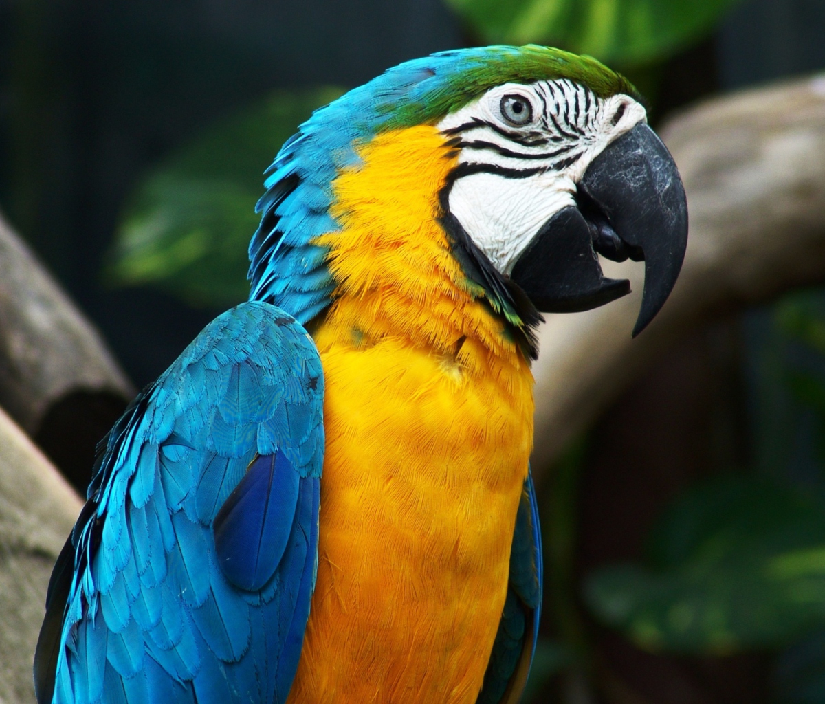 Amazing Parrot wallpaper 1200x1024