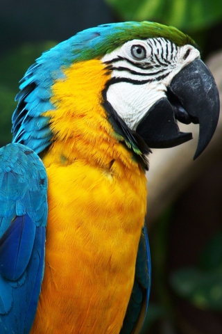 Sfondi Amazing Parrot 320x480