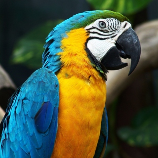 Amazing Parrot - Fondos de pantalla gratis para 1024x1024