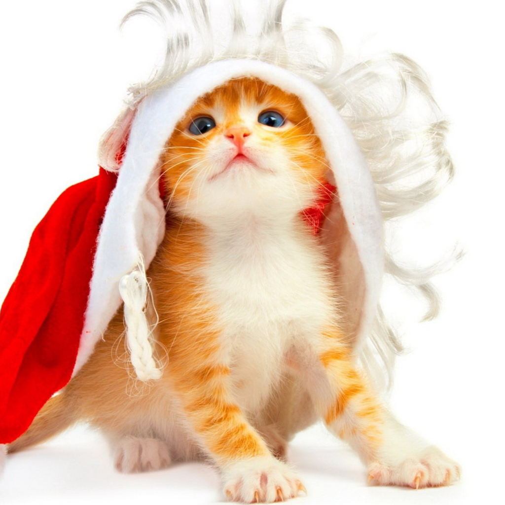 Fondo de pantalla Christmas Kitten 1024x1024