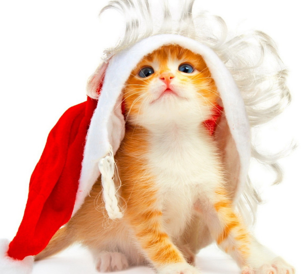 Das Christmas Kitten Wallpaper 1080x960