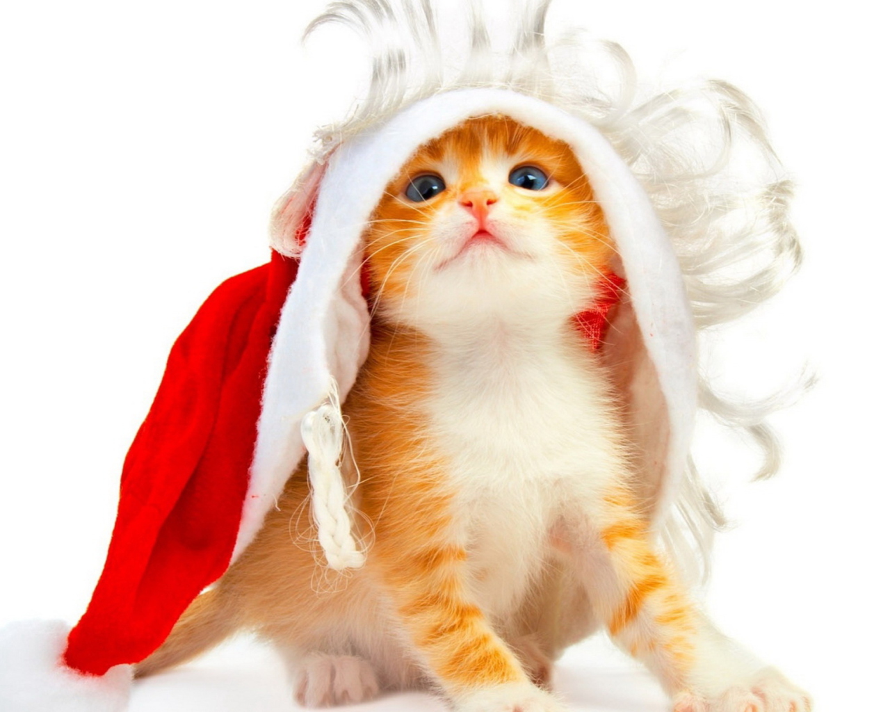 Das Christmas Kitten Wallpaper 1280x1024