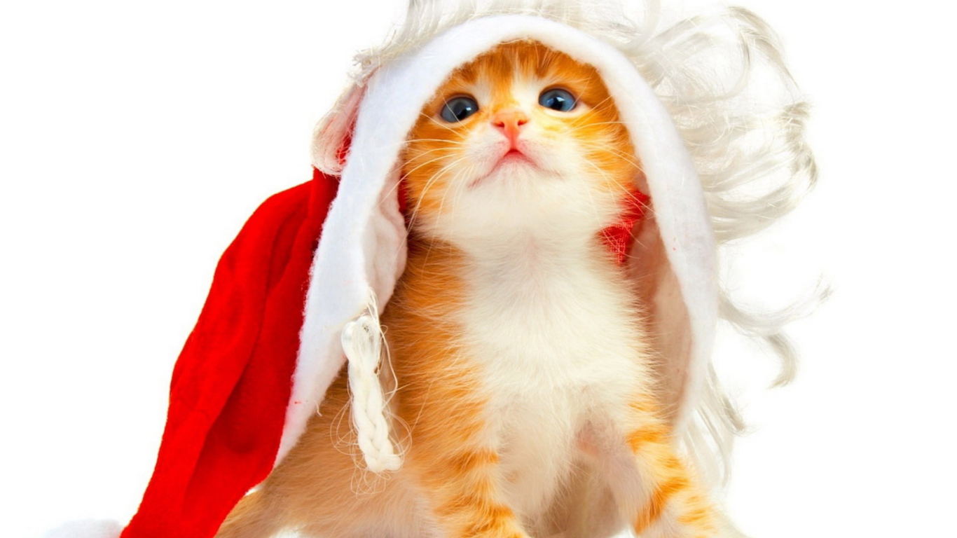 Christmas Kitten wallpaper 1366x768