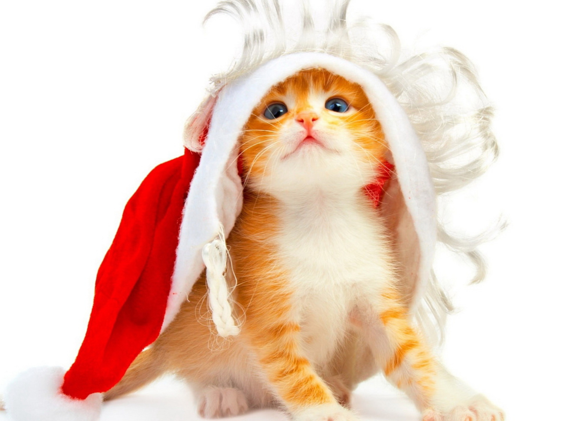 Fondo de pantalla Christmas Kitten 1920x1408