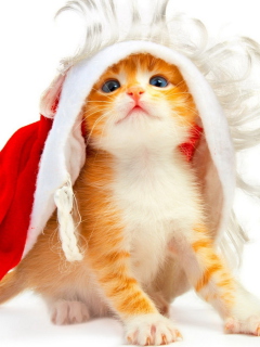 Das Christmas Kitten Wallpaper 240x320