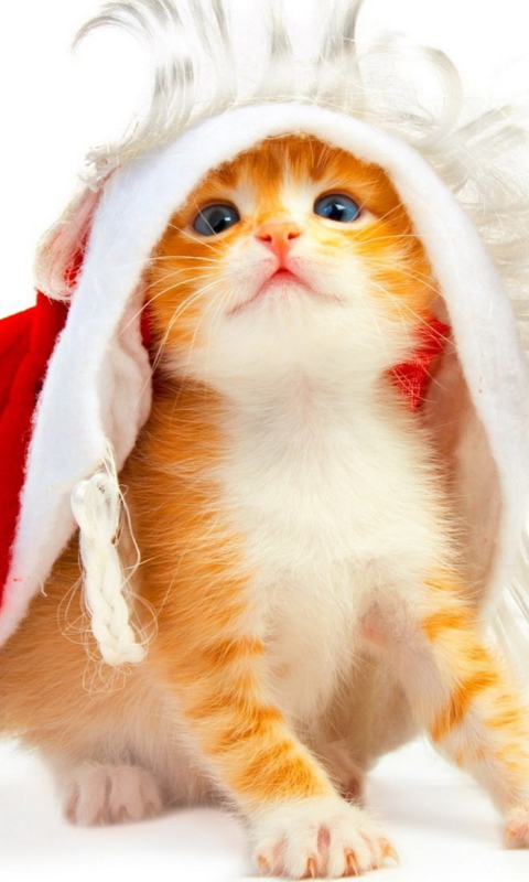 Fondo de pantalla Christmas Kitten 480x800