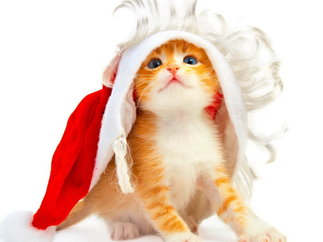 Fondo de pantalla Christmas Kitten 640x480