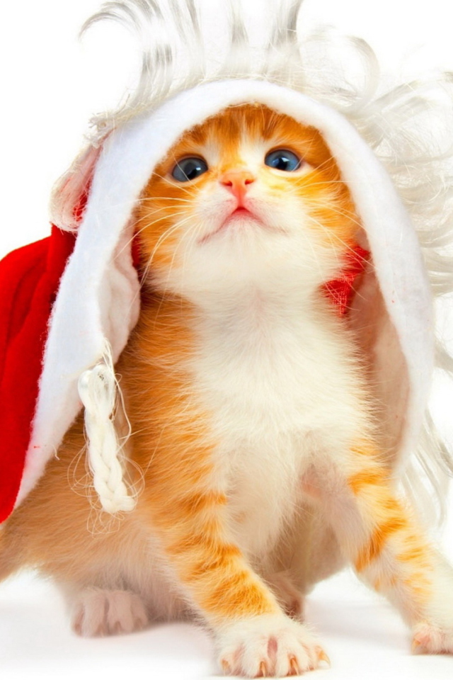 Sfondi Christmas Kitten 640x960