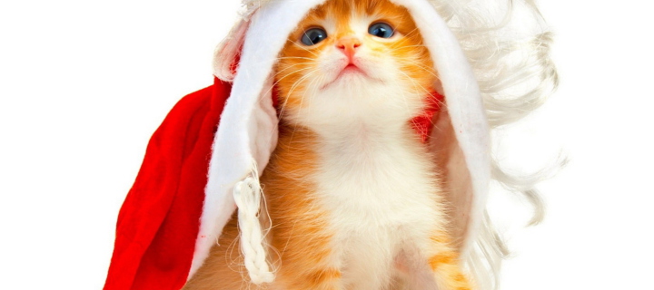 Das Christmas Kitten Wallpaper 720x320