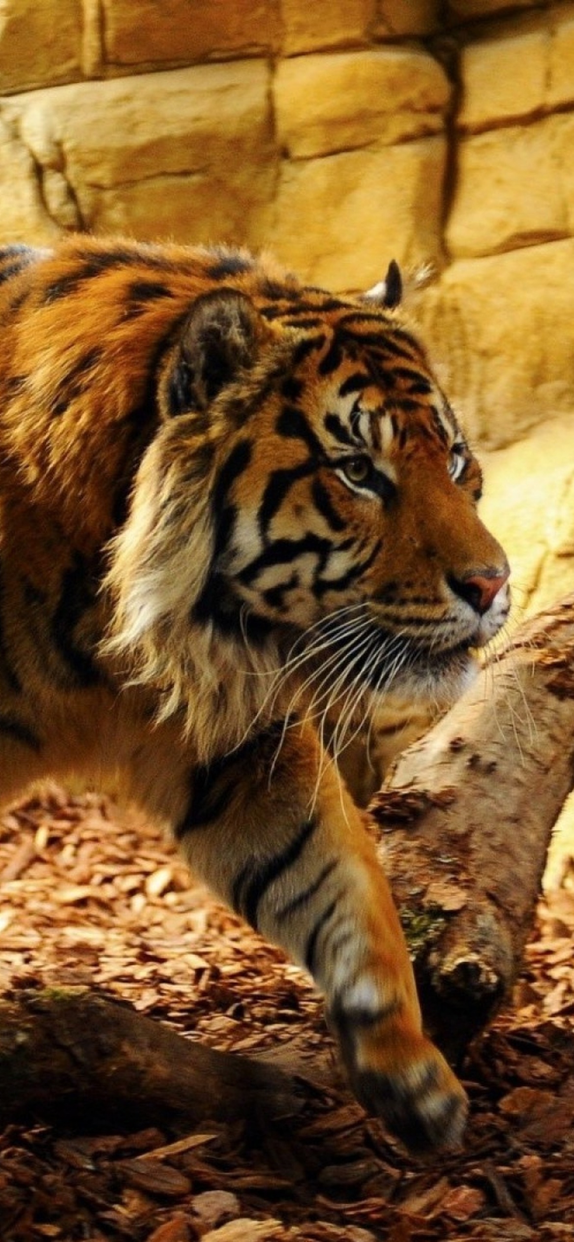 Tiger Huge Animal wallpaper 1170x2532