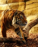 Tiger Huge Animal screenshot #1 128x160