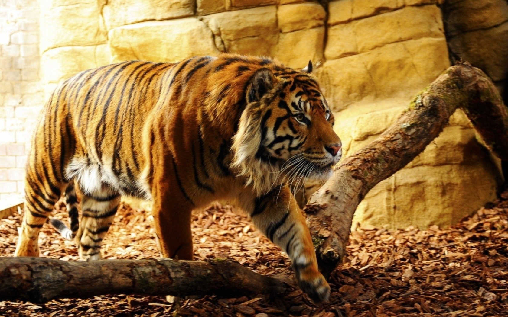 Tiger Huge Animal wallpaper 1680x1050