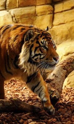 Das Tiger Huge Animal Wallpaper 240x400
