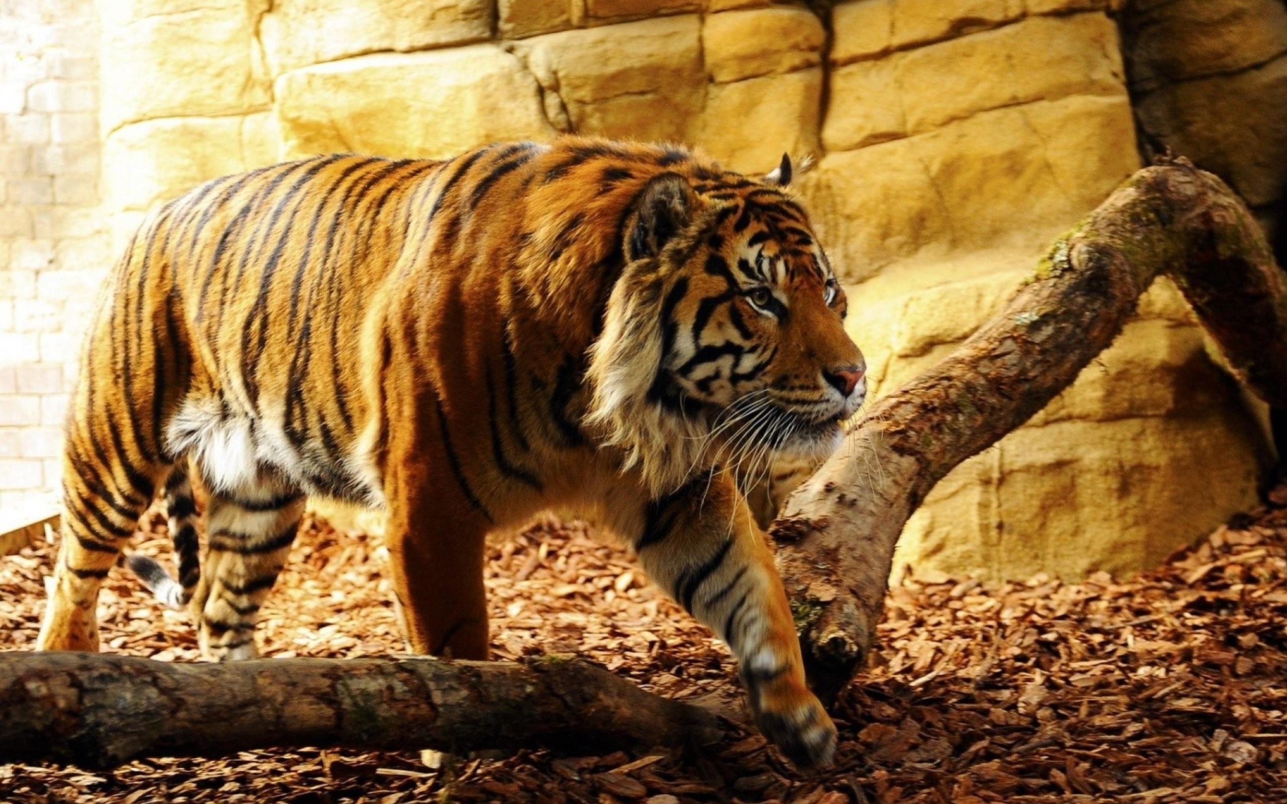 Das Tiger Huge Animal Wallpaper 2560x1600