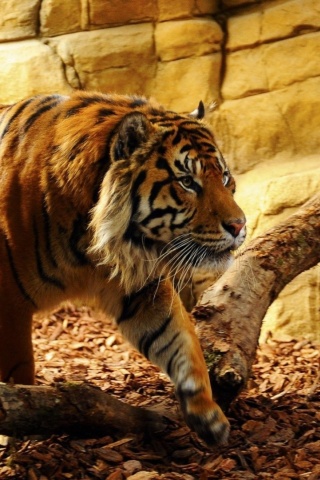 Das Tiger Huge Animal Wallpaper 320x480