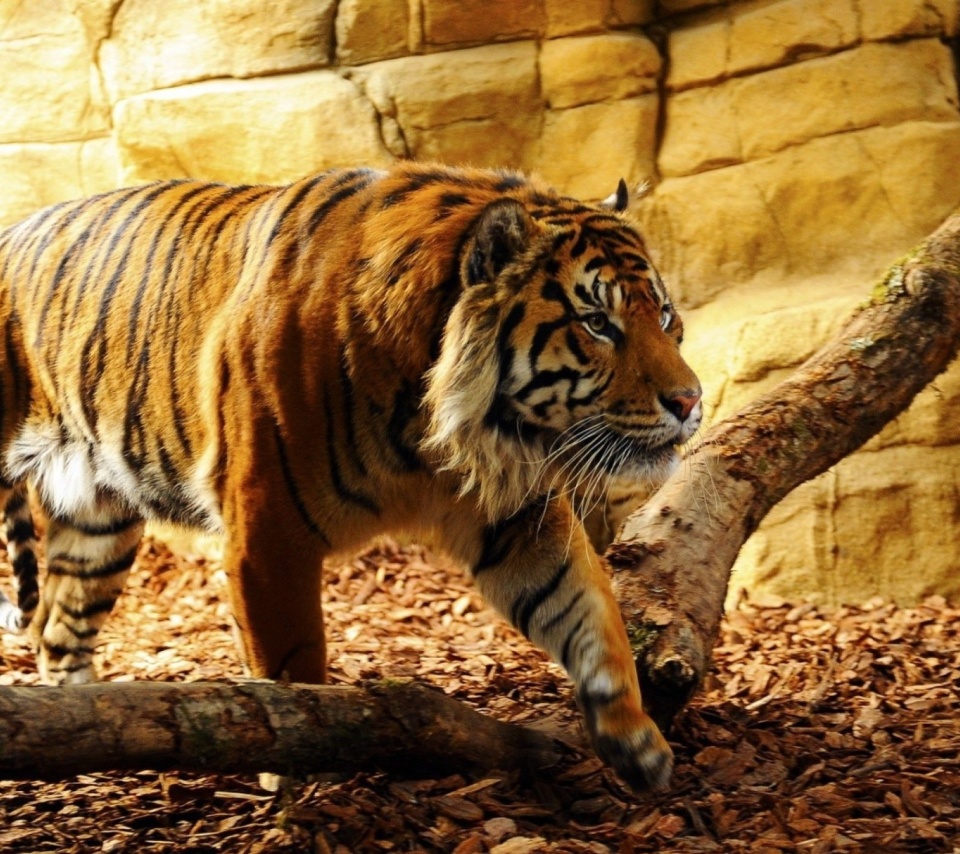 Обои Tiger Huge Animal 960x854