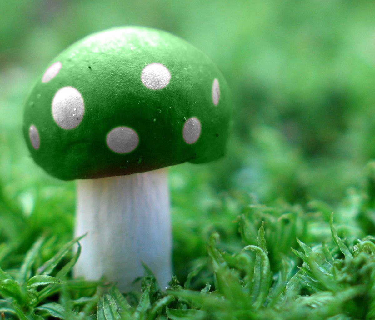 Sfondi Green Mushroom 1200x1024