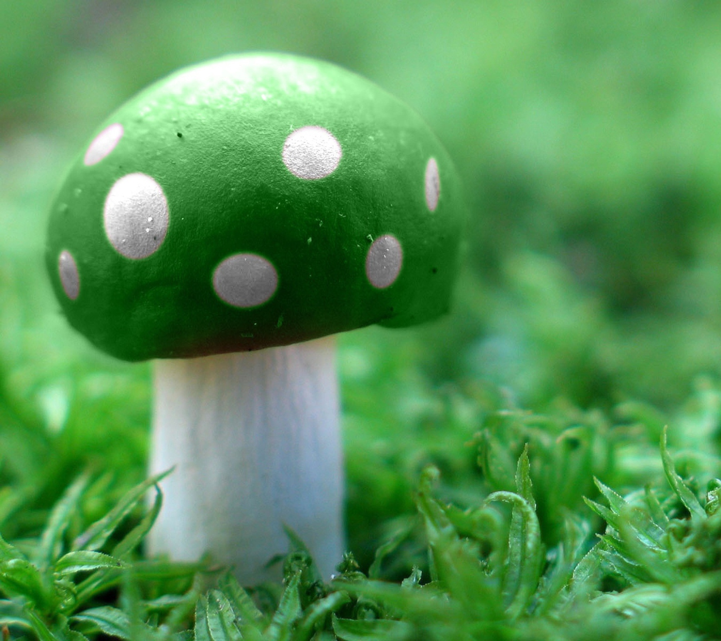 Das Green Mushroom Wallpaper 1440x1280